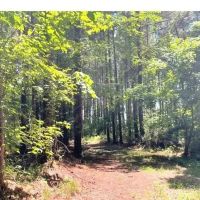 197.83 Acres in Yazoo County in Benton MS images 1