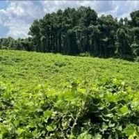 197.83 Acres in Yazoo County in Benton MS images 3