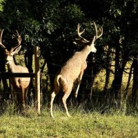 Santillanes Creek Ranch images 4
