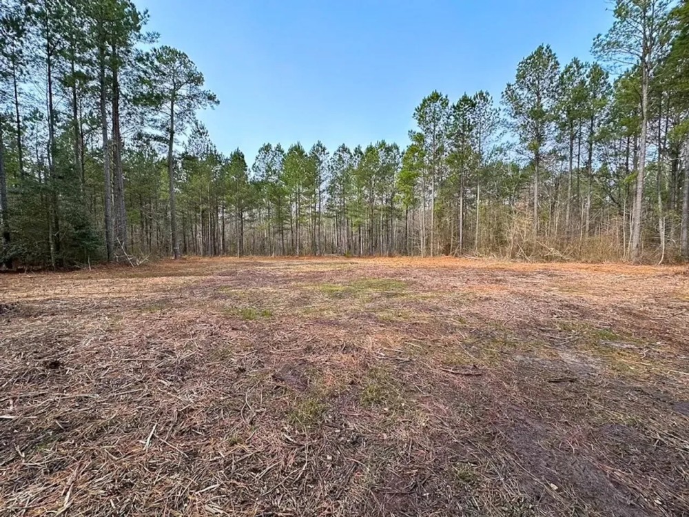 8.8 Acres of Timber and Hunting Land in Greensville County VA featured image
