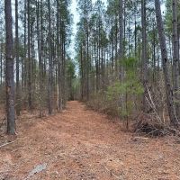 8.8 Acres of Timber and Hunting Land in Greensville County VA images 2
