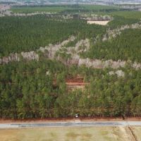 8.8 Acres of Timber and Hunting Land in Greensville County VA images 3