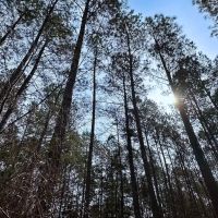 8.8 Acres of Timber and Hunting Land in Greensville County VA images 4