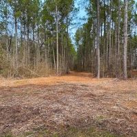 8.8 Acres of Timber and Hunting Land in Greensville County VA images 5