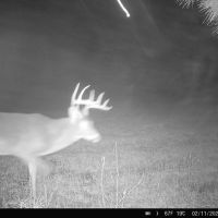 5500 acres of prime hunting.43 food plots