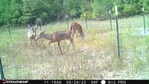 LA - Rapides 156 acres - featured image