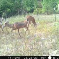 LA - Rapides 156 acres -