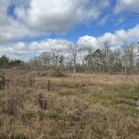 LA - Rapides 156 acres - images 5