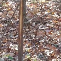90 Acre Farm in southeast Williamson County IL great deer and Turkey hunting images 4