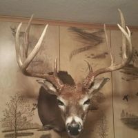 90 Acre Farm in southeast Williamson County IL great deer and Turkey hunting images 5
