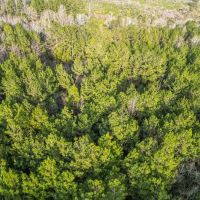 Land for Sale in Amite County MS images 4