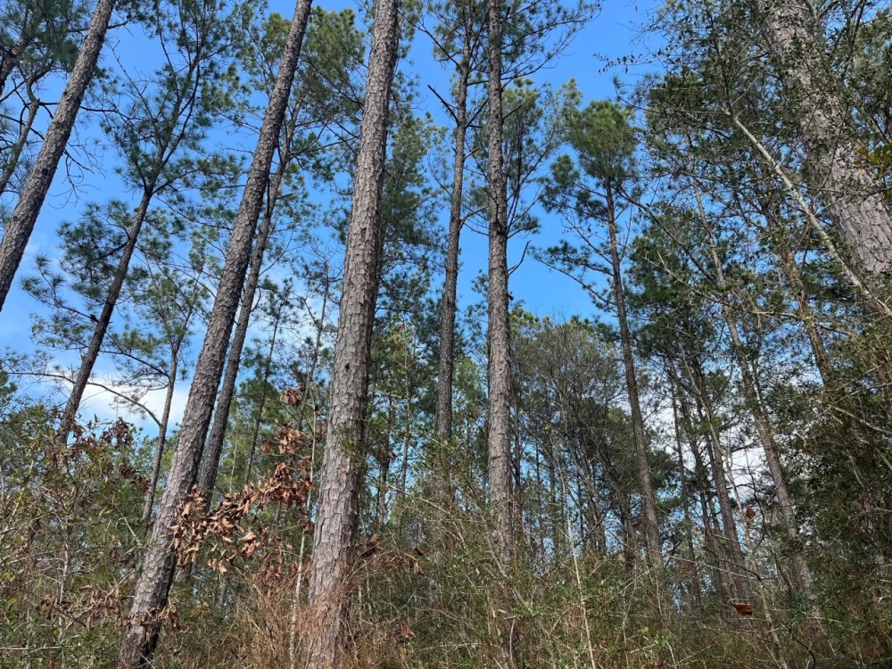 48 Acres in Wayne County MS featured image