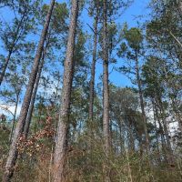 48 Acres in Wayne County MS