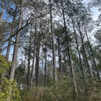 48 Acres in Wayne County MS images 2