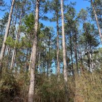 48 Acres in Wayne County MS images 3