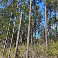 48 Acres in Wayne County MS images 4