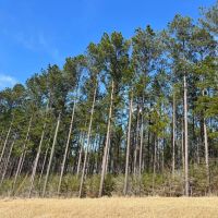 48 Acres in Wayne County MS images 5