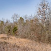 Woodville 54 - SW Lincoln Parish Timber Tract