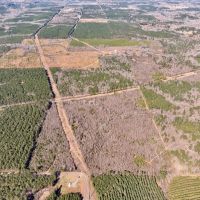 Woodville 54 - SW Lincoln Parish Timber Tract images 3