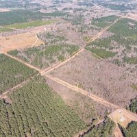 Woodville 54 - SW Lincoln Parish Timber Tract images 4
