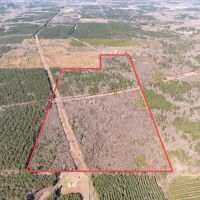 Woodville 101 - SW Lincoln Parish Timber Tract