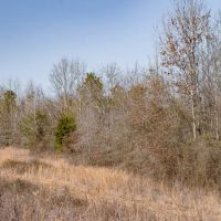Woodville 101 - SW Lincoln Parish Timber Tract images 2