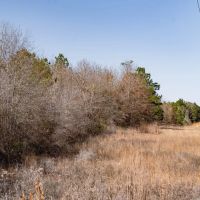 Woodville 101 - SW Lincoln Parish Timber Tract images 3