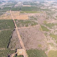 Woodville 101 - SW Lincoln Parish Timber Tract images 4