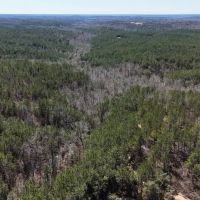 Pickens County 215 - Recreational Tract images 2