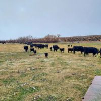 Owyhee Angus Ranch images 3
