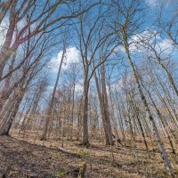 160.5 Acres in Clay County Tennessee Excellent Hunting Recreational Property images 4