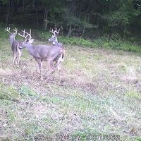 160.5 Acres in Clay County Tennessee Excellent Hunting Recreational Property images 5
