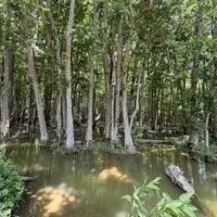 99 Acres in Sunflower County in Shaw MS images 4