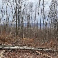 Bald Eagle Escape images 5