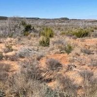New Listing 75 Acres Taylor County images 5