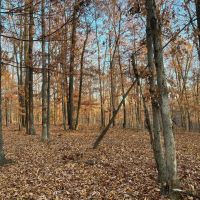 566 103 Acres clean woods with trails food plot area The start of a home with outbuildings images 2