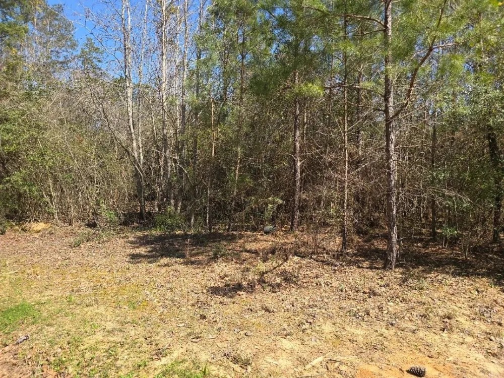 5 - Acre Wooded Retreat in Northeastern Amite County MS featured image