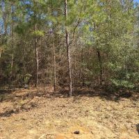 5 - Acre Wooded Retreat in Northeastern Amite County MS images 2