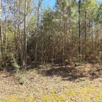 5 - Acre Wooded Retreat in Northeastern Amite County MS images 5