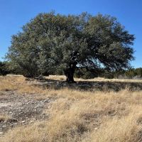Texas Hunting Land in Sutton County for Sale images 4