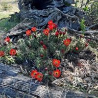 Texas Hunting Land in Sutton County for Sale images 5