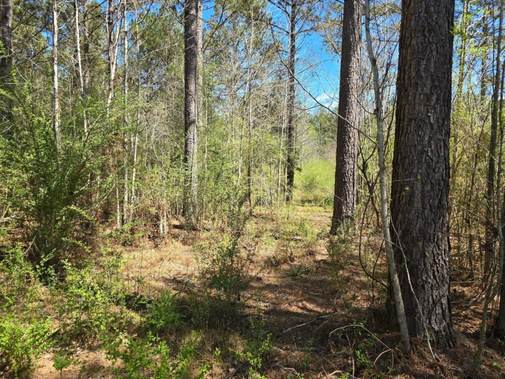 15 - Acre homesite in Stronghope Community of Copiah County MS featured image