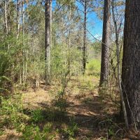 15 - Acre homesite in Stronghope Community of Copiah County MS