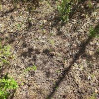 15 - Acre homesite in Stronghope Community of Copiah County MS images 2