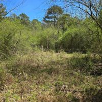 15 - Acre homesite in Stronghope Community of Copiah County MS images 3
