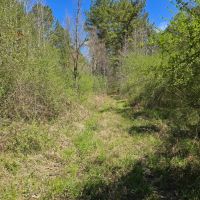 15 - Acre homesite in Stronghope Community of Copiah County MS images 4