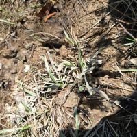 15 - Acre homesite in Stronghope Community of Copiah County MS images 5