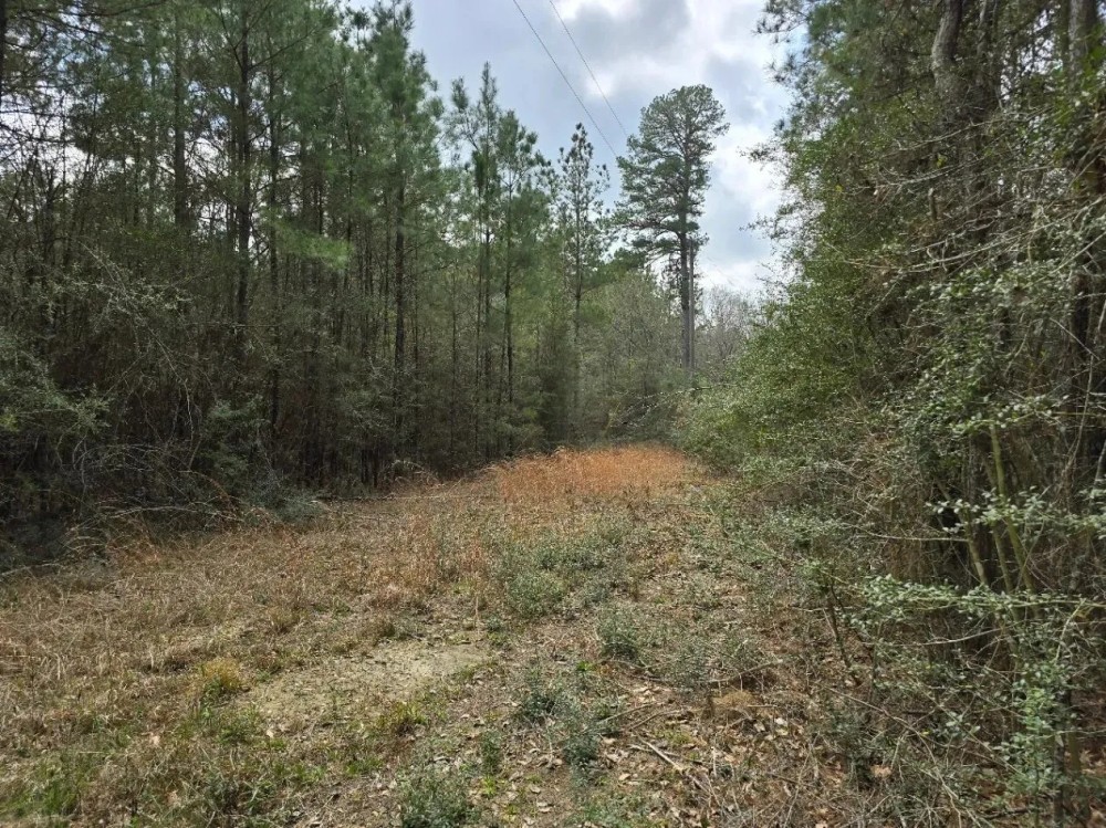 Prime Recreational Tract in Southern Pike County 39.6 - Acres featured image