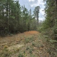 Prime Recreational Tract in Southern Pike County 39.6 - Acres