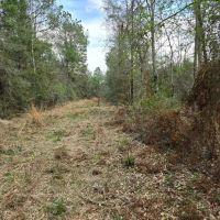 Prime Recreational Tract in Southern Pike County 39.6 - Acres images 4